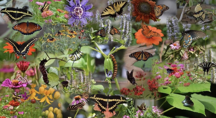 The Butterfly Dunes: A Habitat for Pollinators and&nbsp;Birds