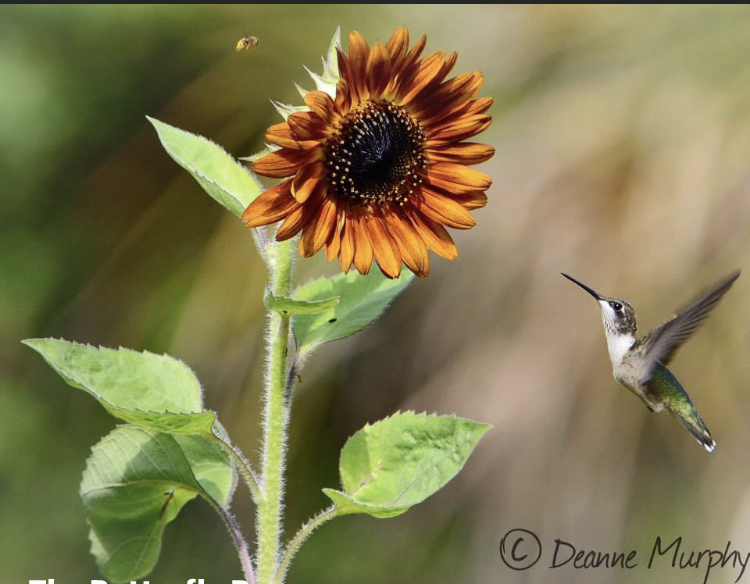 Hummingbird Sitings at the Butterfly&nbsp;Dunes