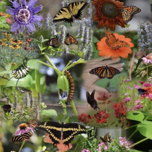 The Butterfly Dunes